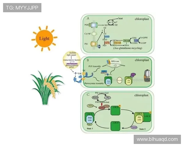 武汉网球队战术解析:如何提升团队协作与比赛胜率